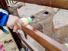 -北京鹿世界主题园