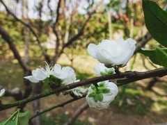-桃花涧