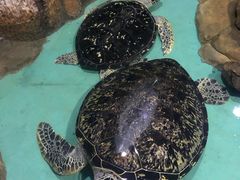 -重庆欢乐海底世界
