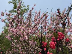 -南汇桃花村
