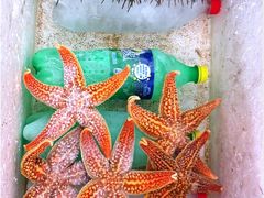 海星-海岛渔村大酒店(云霄路店)
