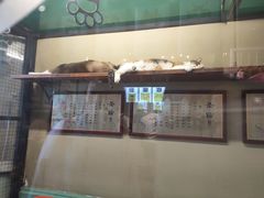 -猫咪博物馆(顶澳仔猫街店)