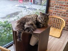 -豆逗聊愈猫阁Easy Life