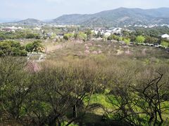 -香雪海