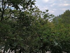-故乡缘·香格里拉山庄(冷竹路店)
