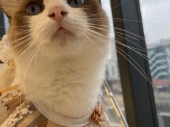 -怪兽屋·羊驼·猫咖·狗咖(俊华广场店)