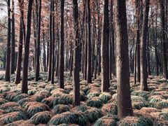 -上海共青森林公园