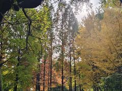 -洛阳市隋唐城遗址植物园
