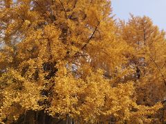 -四川大学(华西校区)