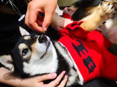 -逗柴咖啡屋·狗咖猫咖宠物桌游