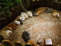 -藦茜花园宠物主题亲子互动体验馆(国顺东路店)