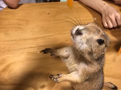 -藦茜花园宠物主题亲子互动体验馆(国顺东路店)