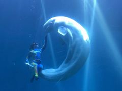 -芜湖新华联大白鲸海洋公园