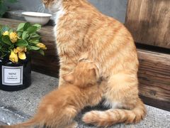 -知亘茶食