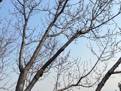 -北京西山国家森林公园