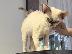 -琪喵猫屋·撸猫猫咖·猫舍