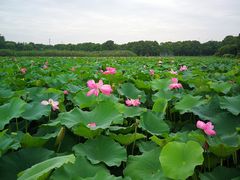 -荷塘月色湿地公园·向阳花洲