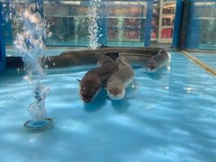-麦德龙(浦东店)