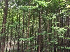 -桤木河湿地公园