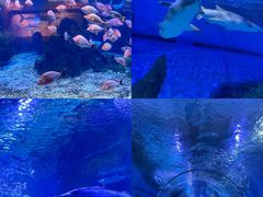 -海合安武汉极地海洋公园