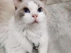 -楼上猫咖(罗湖店)