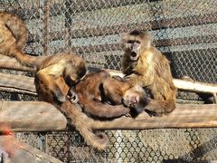 -云南野生动物园