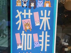 -飞行喵MR PILOT|猫舍·猫咖(静安大融城店)