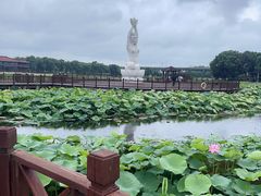 -荷塘月色湿地公园·向阳花洲