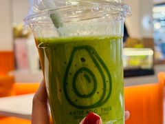 -油梨树 AVOCADO TREE(亮马桥店)