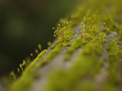 -綦江古剑山