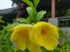 -广州神农草堂中医药博物馆