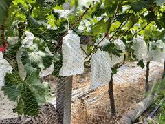 -马陆小张葡萄园农家乐