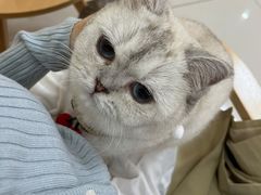 -鼓捣猫呢主题猫咖店