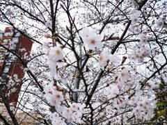 -高东镇樱花园