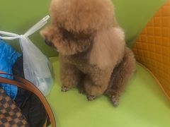 -北京观赏动物医院·24小时大型综合·猫专科·异宠专科