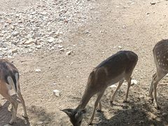 -大青山野生动物园