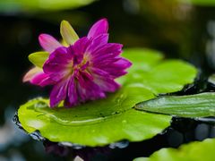 -国家植物园南园