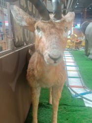 -鲁比猴非洲探索部落(喜盈门店)
