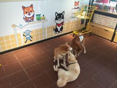 -柴犬高等学院·狗咖·柴犬售卖·宠物训练