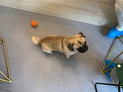 -喜柴咖啡·柴犬狗咖