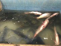 -杨林闻老三酸菜鱼(总店)