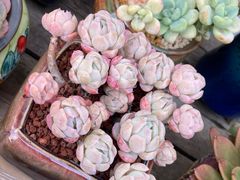 -金陵花卉交易市场