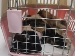 -纳吉亚猫专科动物诊疗中心(蒋宅口分院)