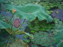 -八大山人梅湖景区