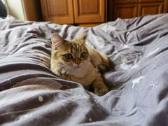 -东方名猫馆·英短金渐层布偶猫舍(环线广场1号楼店)