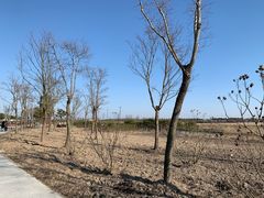 -春花秋色城市公园