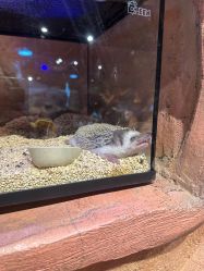 -奇幻萌宠部落(映月湖环宇城店)