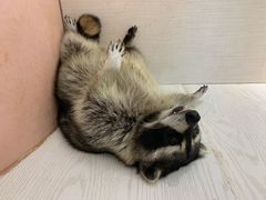 -浣熊柯尔鸭土拨鼠·电玩咖