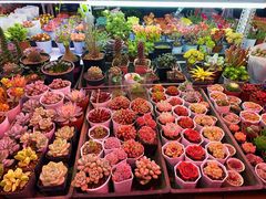 -花鸟鱼虫鲜花绿植市场(玉泉路店)