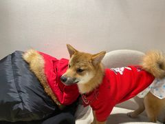-逗柴咖啡屋·狗咖猫咖宠物桌游